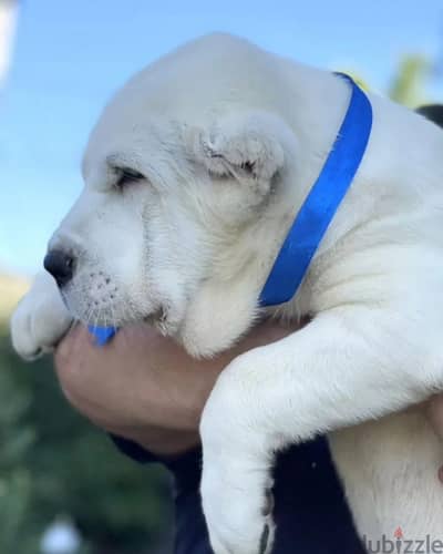 Central Asian shepherd Alabai puppy boy from Russia