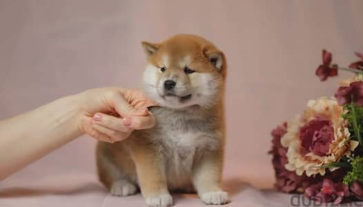 Shiba Inu puppy female from Russia