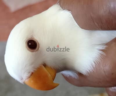 ست حتت روز