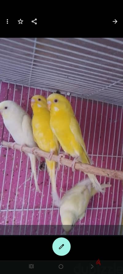 ثلاث نتايات عين حمرا  لاتينى والبينو ٦ شهور   ٤٥٠ إمبابة 01115677625