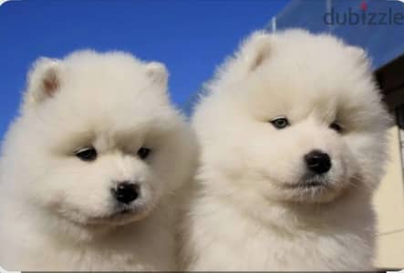 جراوى سامويد. . samoyed puppies