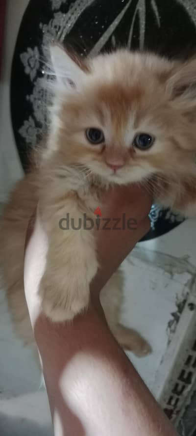 قطط شيرازي جميلين جدا