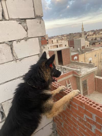 موجود جرويه بنتو