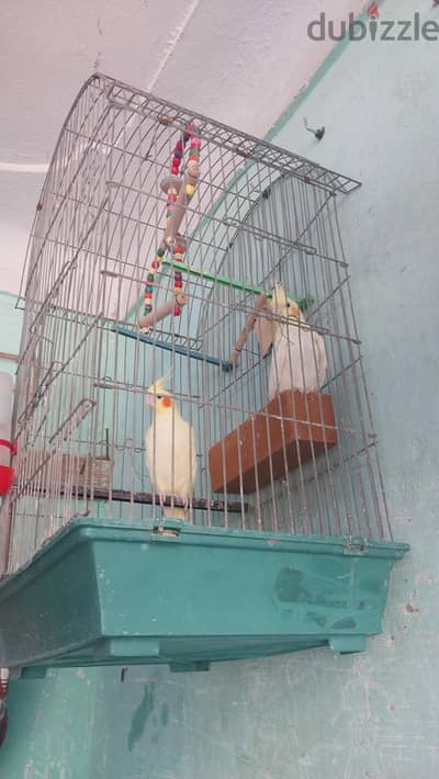 نتايه ليتني سعرها ٤٠٠جنيه جوز حبشي ب ٤٠٠