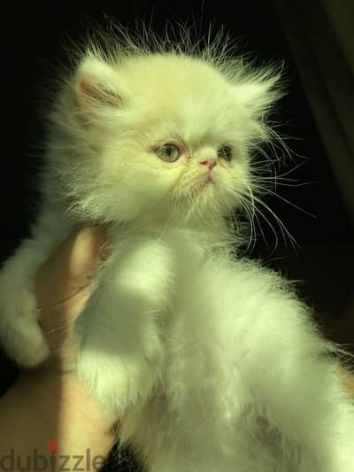 للبيع كيتن شيرازي مون فيس - Persian Kitten