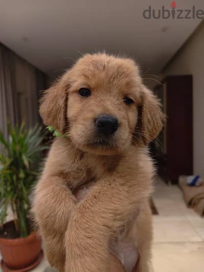 golden retriever boy