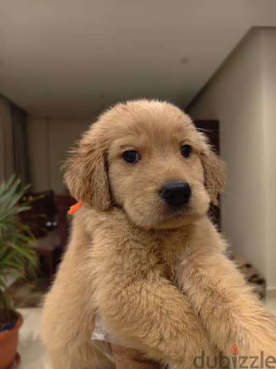 Golden retriever