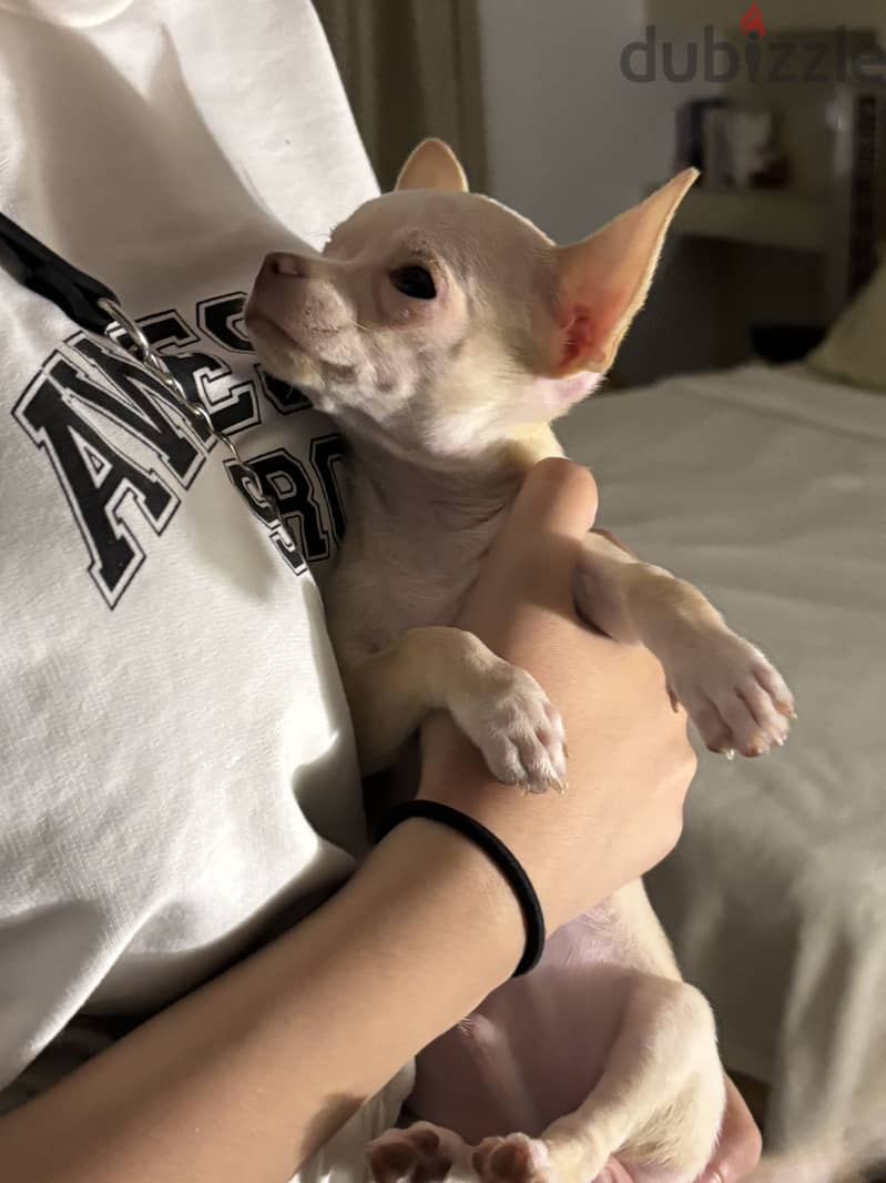 Teacup chihuahua imported parents 2