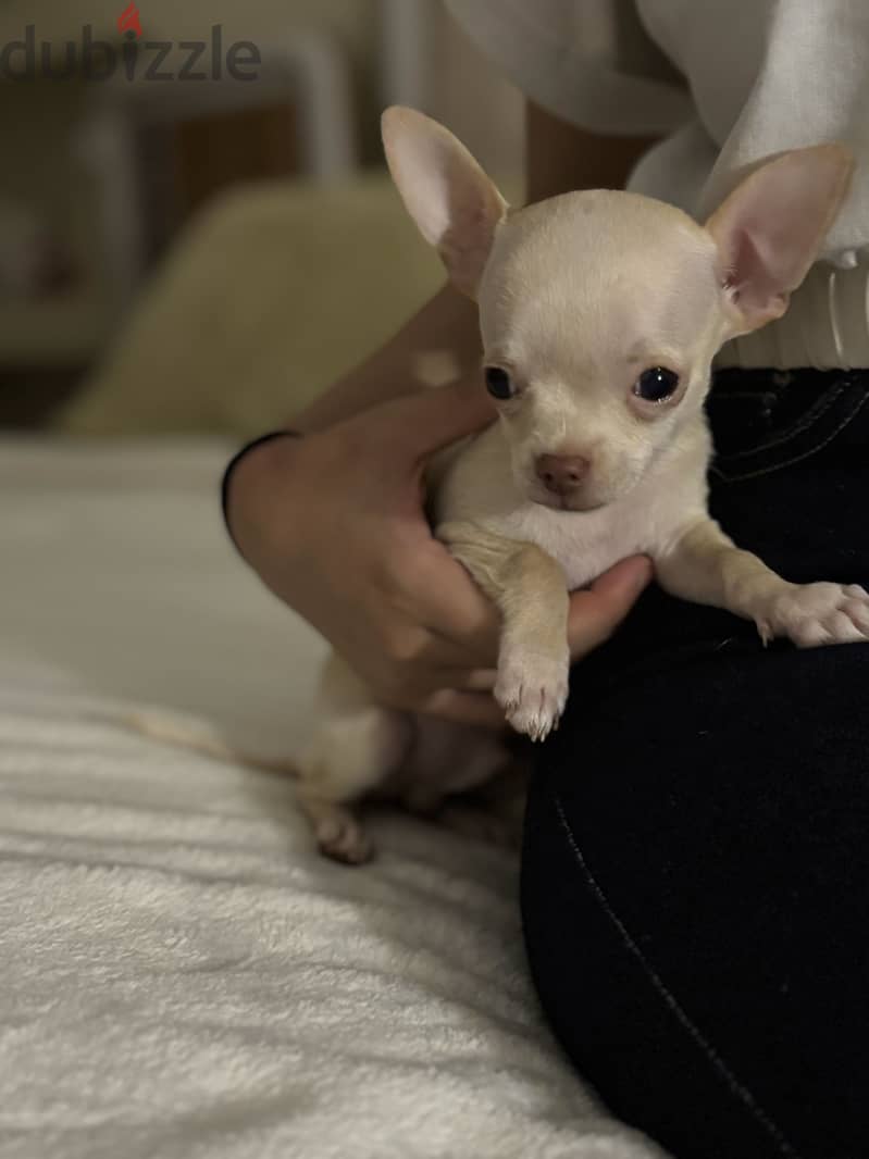 Teacup chihuahua imported parents 3