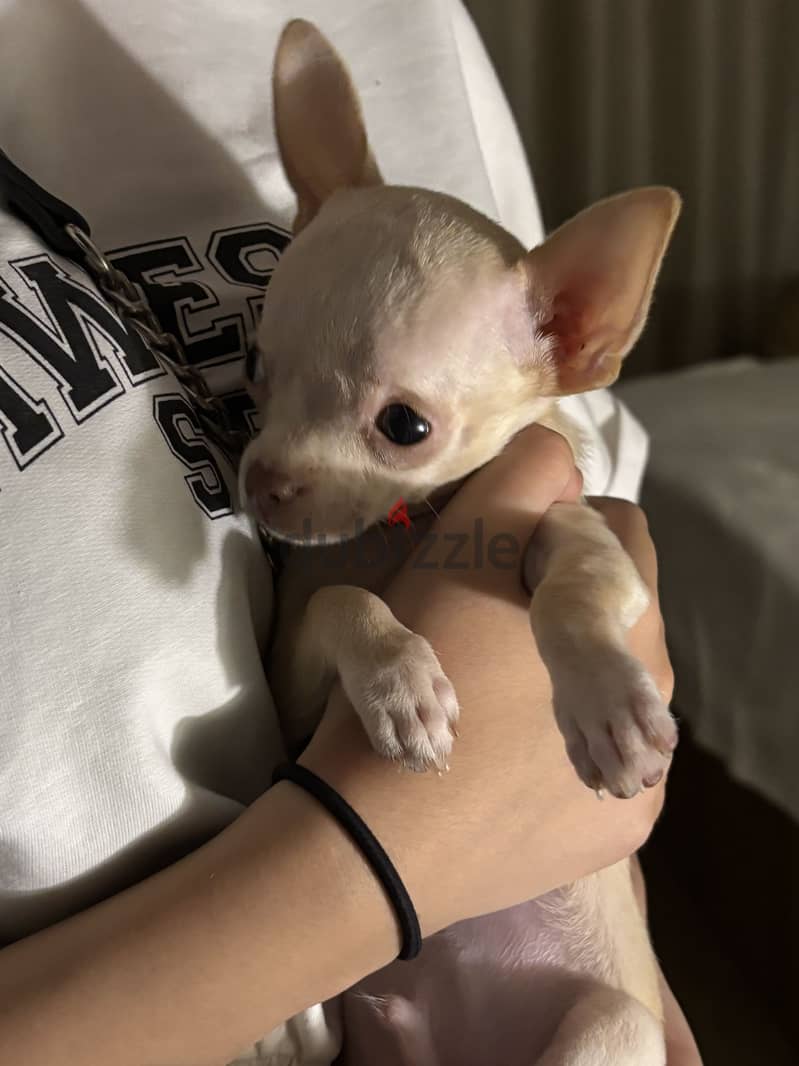 Teacup chihuahua imported parents 4