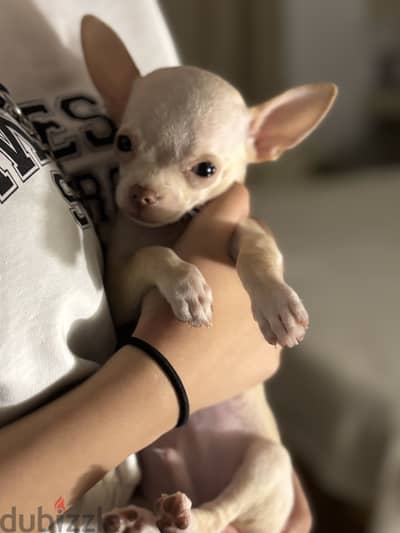 Teacup chihuahua imported parents