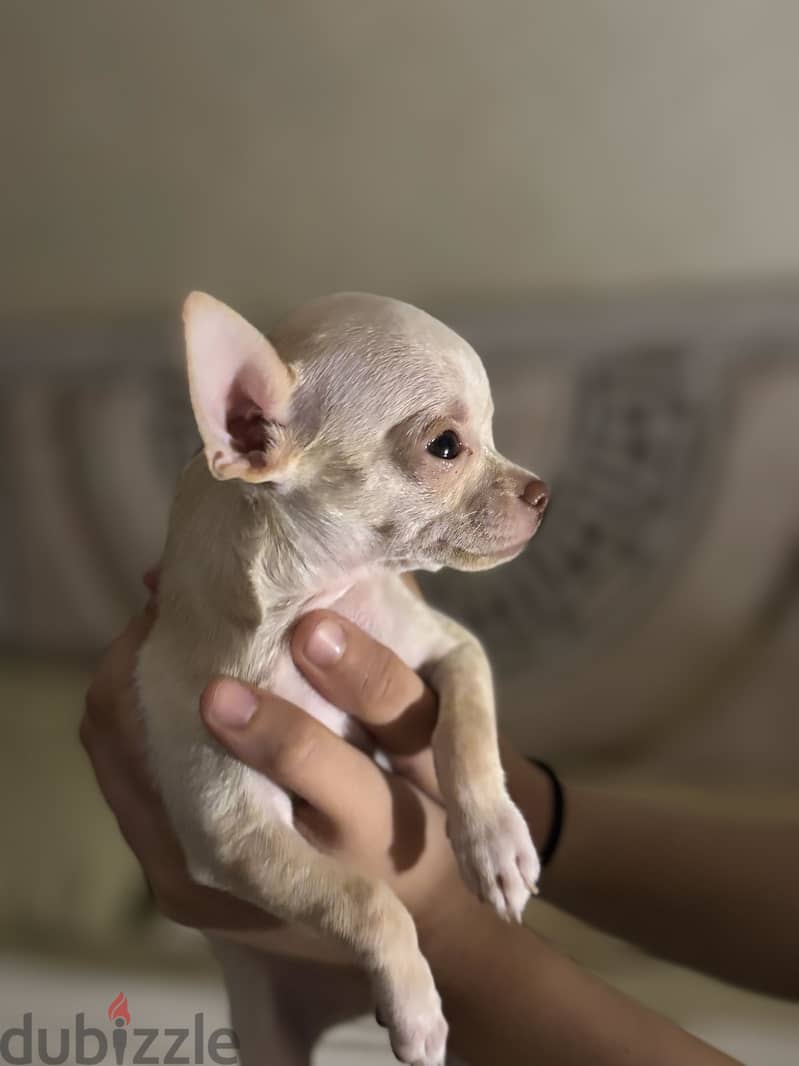 Teacup chihuahua imported parents 1