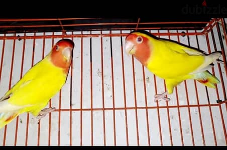 قص روز لاتينى ريد فيس شغالين