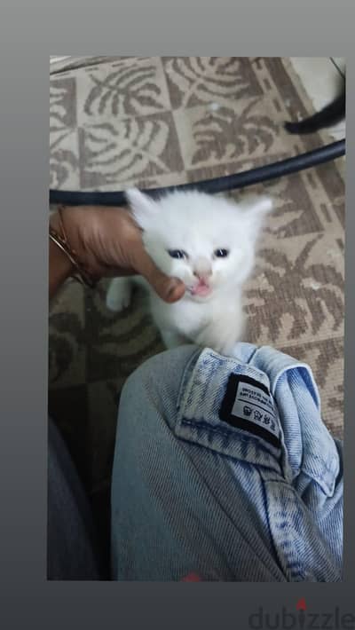 قطط ر قطط ر