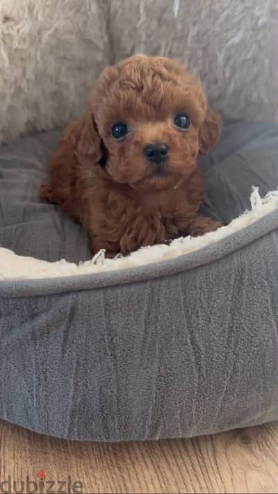 poodle teacup  بوديل تي كب