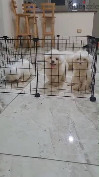 مالتيبو maltipoo