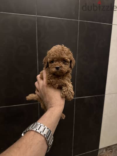 Poodle toypoodle بودل
