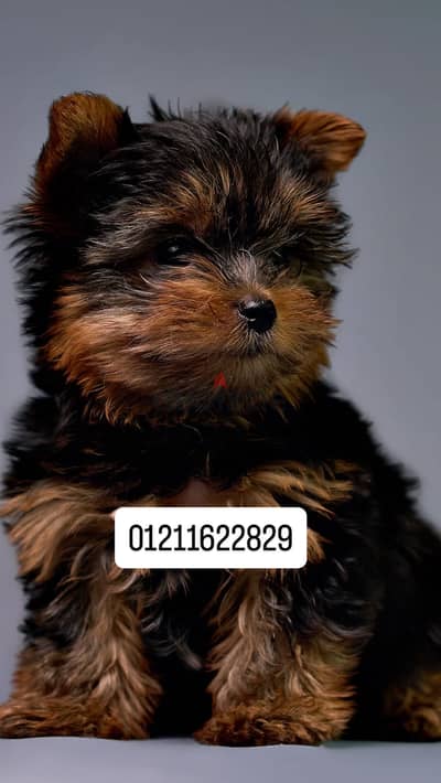 Yorkshire puppies top quality يوركشاير