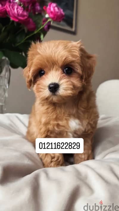 Poodle x maltipoo puppies مالتيبو