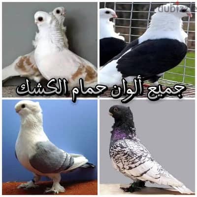 حد عندو حمام كشك