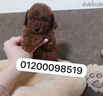 Poodle