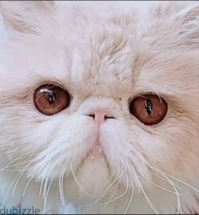 دكر بيرشن 11شهر