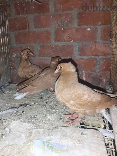زغاليل حلبى اكول معتمدة على نفسها