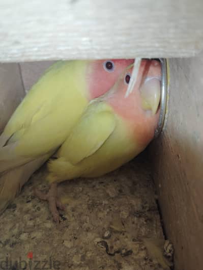 جوز روز لاتيني اول شغل بالمشتملات
