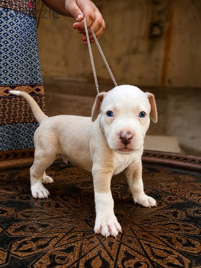 American pitbull terrier puppies