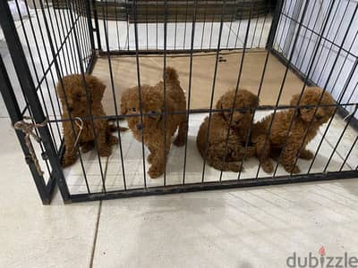  Toy Poodle Puppies – Ready for Their Forever Homes! 