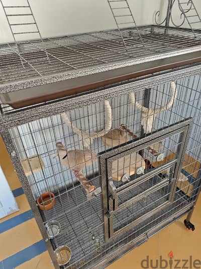  Looking for a loving home for two pet doves (male and female)