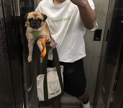 كلب انثى pug