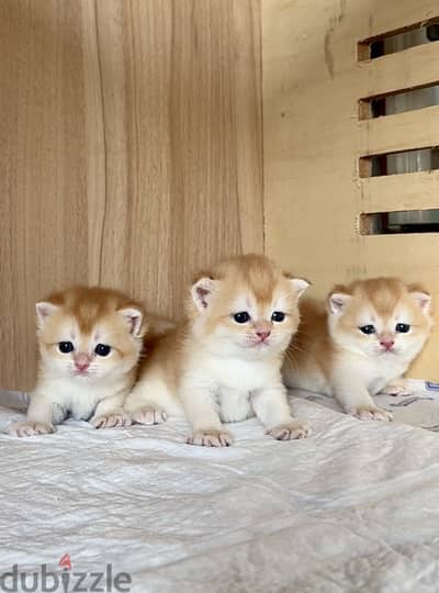 Elite Gold British Shorthair Kittens