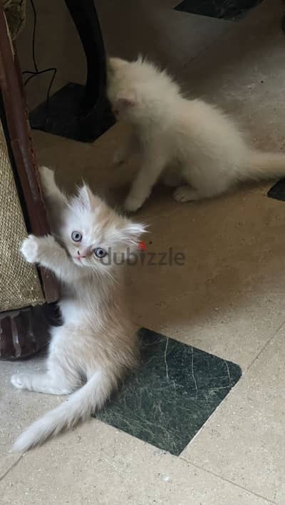 Two Playful Persian Kittens