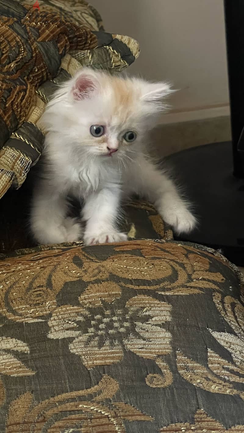 Two Playful Persian Kittens 1