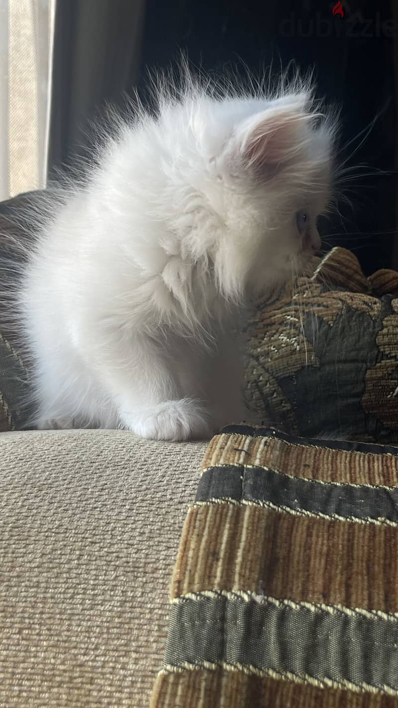 Two Playful Persian Kittens 2