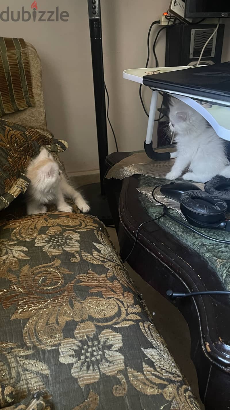Two Playful Persian Kittens 3
