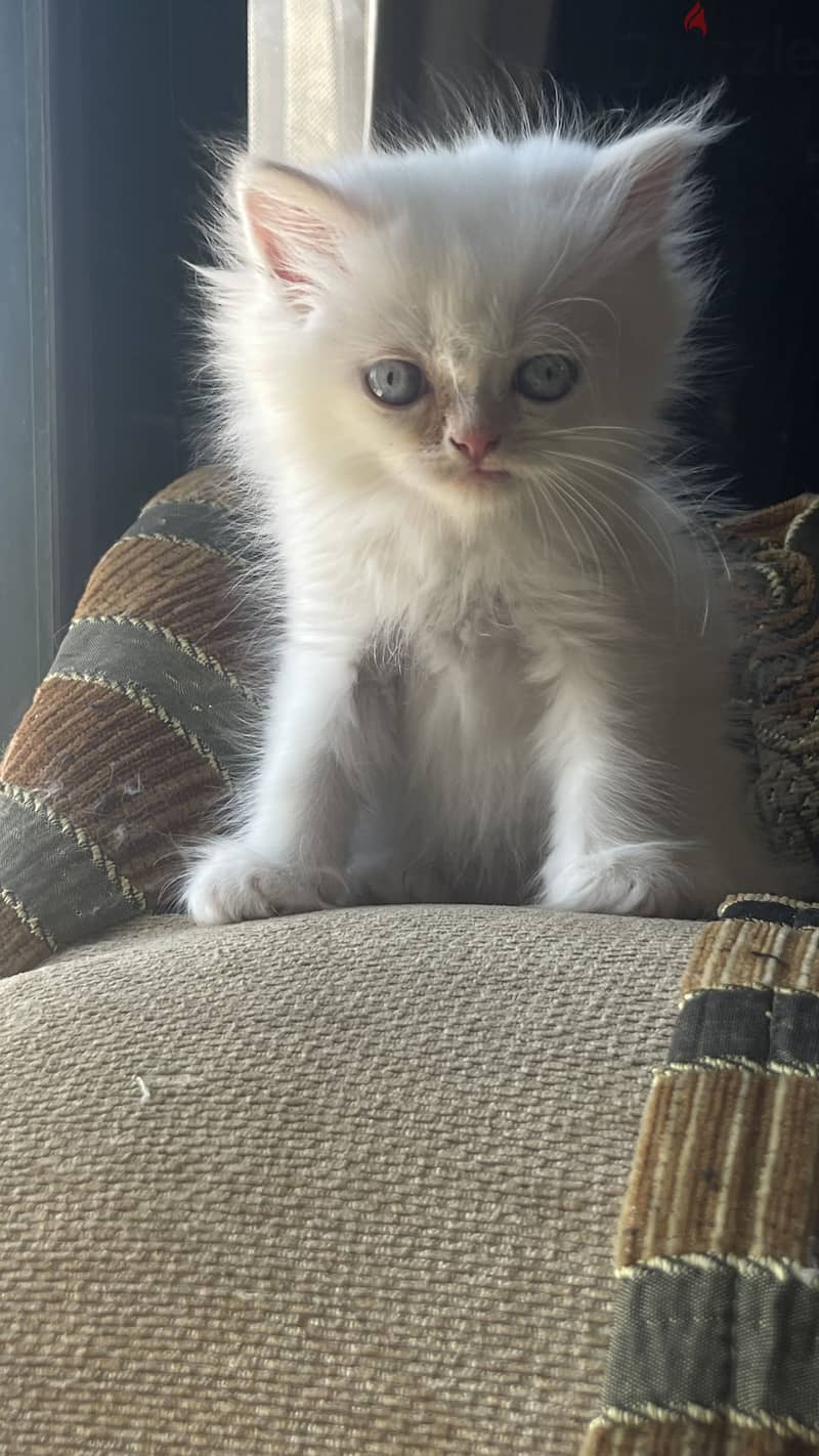 Two Playful Persian Kittens 4