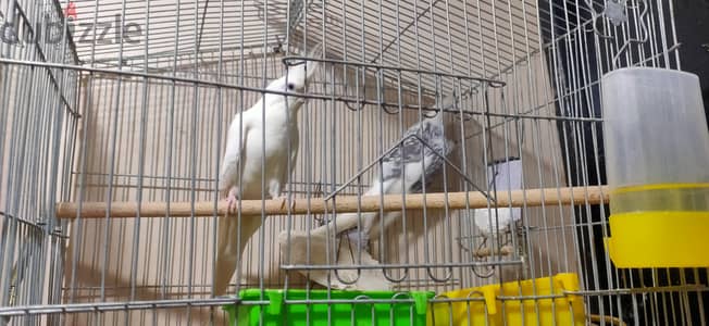 قص كوكتيل فرنساوي للبيع 01032396466