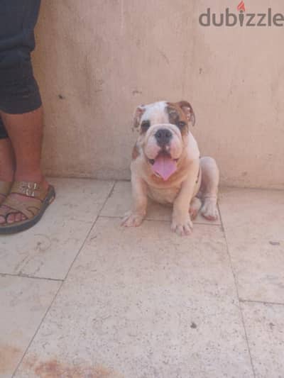 English Bulldog