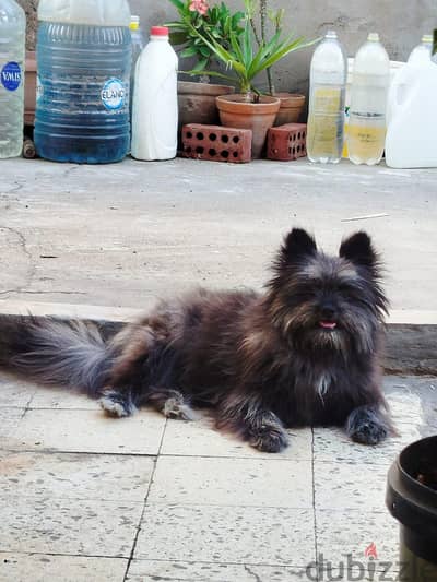كلب هجين pomeranian و griffon الماني