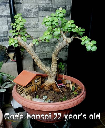 Jade bonsai, 22 year's old