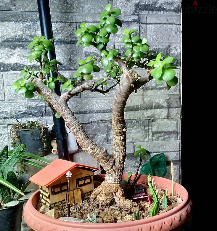 Jade bonsai, 22 year's old 1