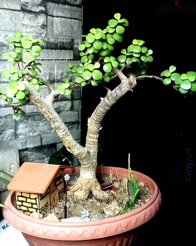 Jade bonsai, 22 year's old 2