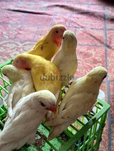 روز البينو ولاتينى