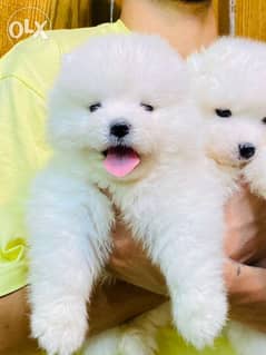 اتقل جراوي سامويد بيور اهالي مستوردين Samoyed 0