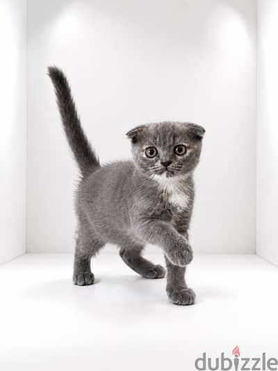Scottish fold female