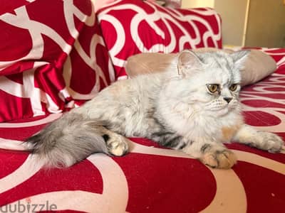 Cat for Adoption