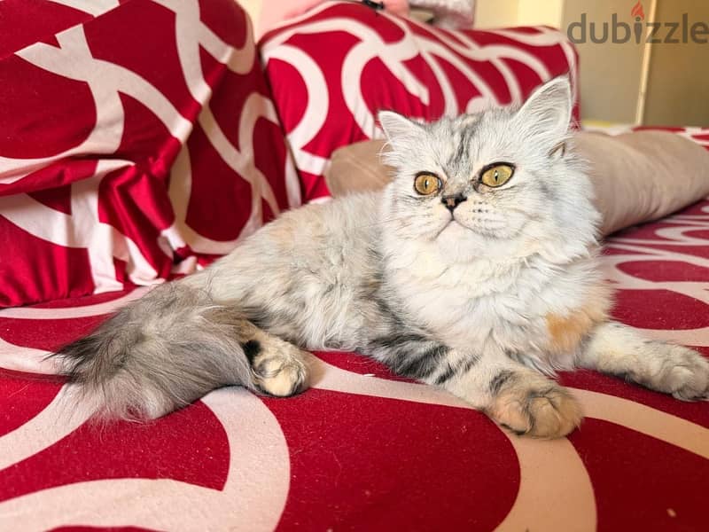 Cat for Adoption 1