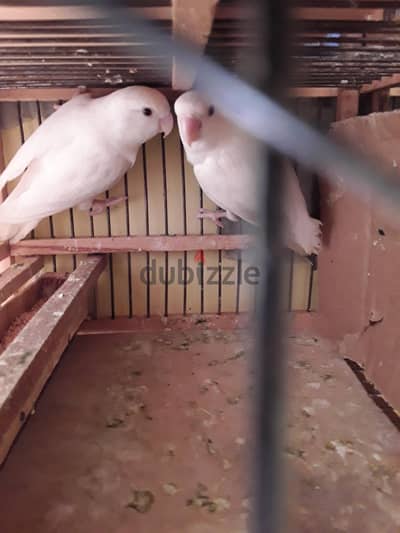 عصافير  روز  للبيع